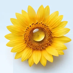 Girasol con gota de aceite