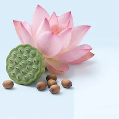 Loto rosa y semillas de loto